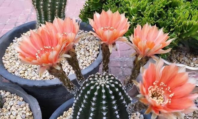 楼房里养仙人球植物需要注意什么？