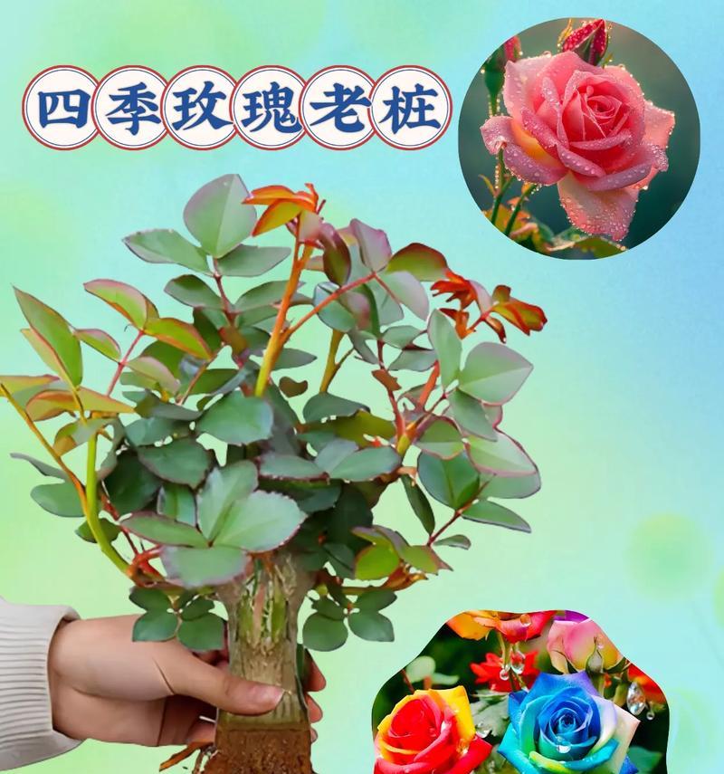 高脚花盆种植玫瑰花的正确方法是什么？