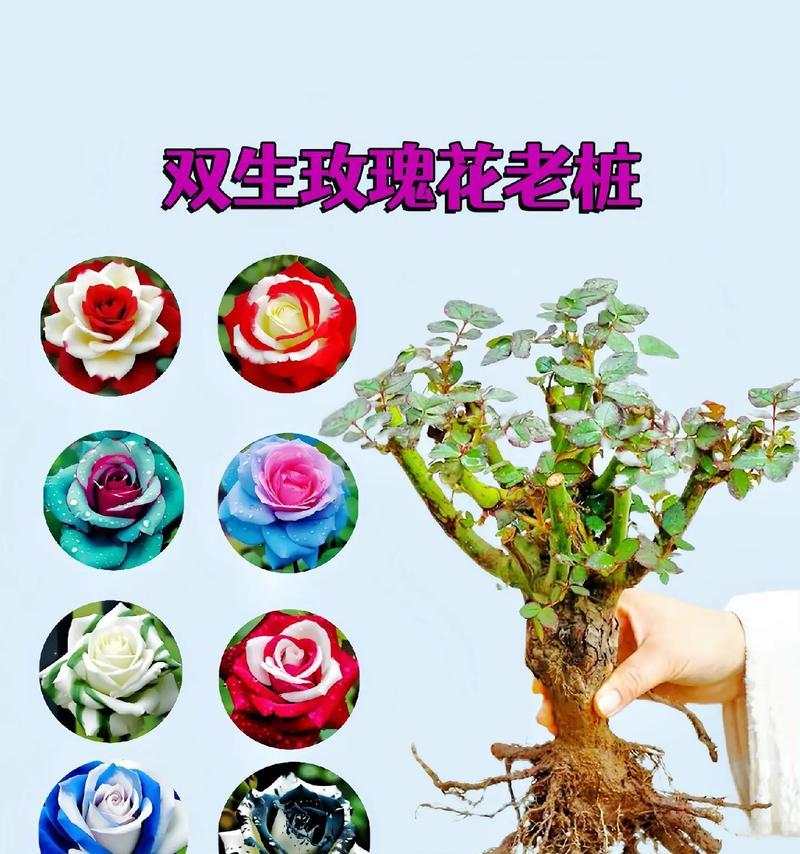 高脚花盆种植玫瑰花的正确方法是什么？