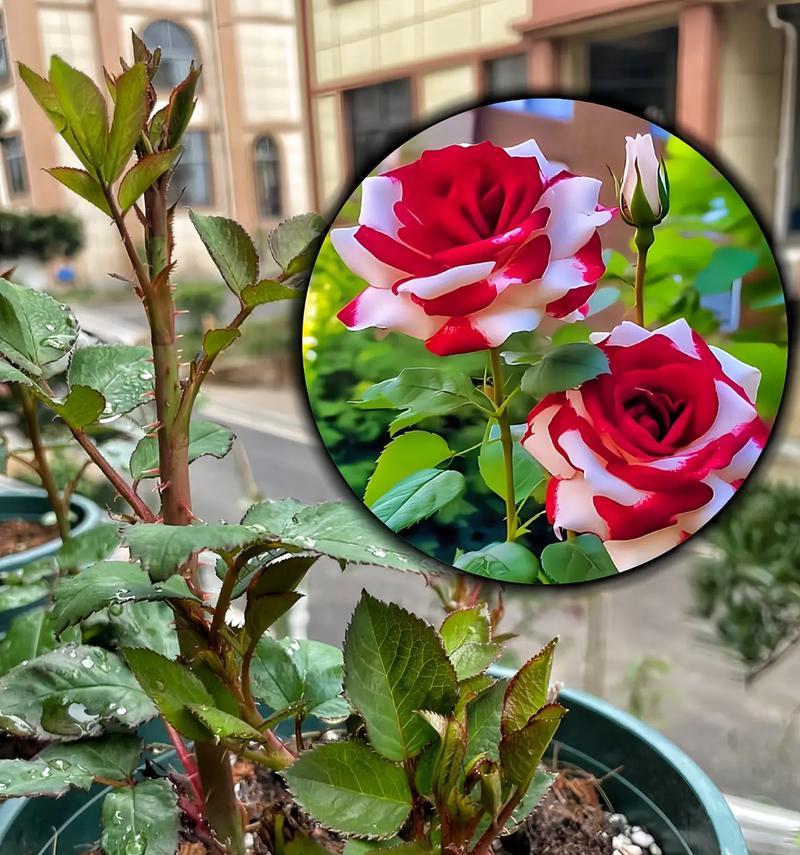 高脚花盆种植玫瑰花的正确方法是什么？