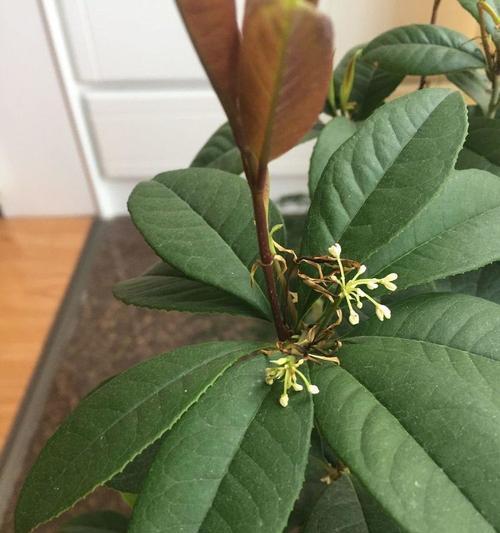 君子兰缺少花蕊时的养护技巧是什么？