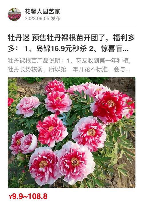 老品种牡丹花的用途和价值是什么？