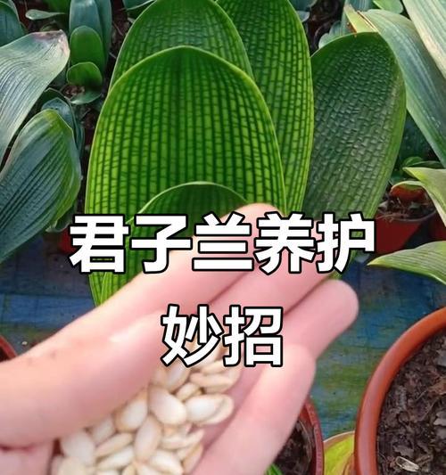 君子兰养殖诀窍具体指什么？