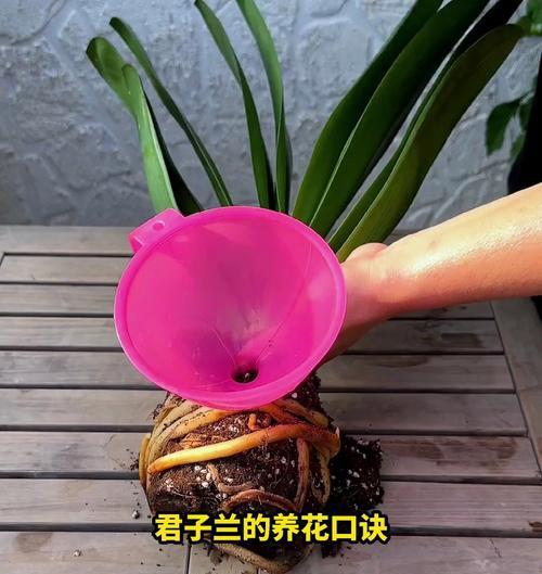 家中君子兰过多应如何处理？