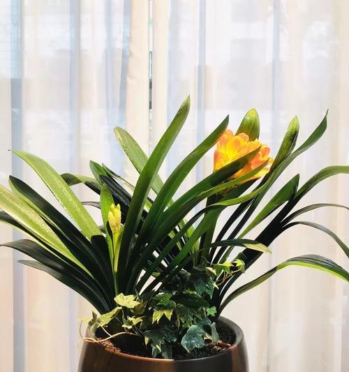 君子兰种植在高盆中是否美观及其养护方法是什么？