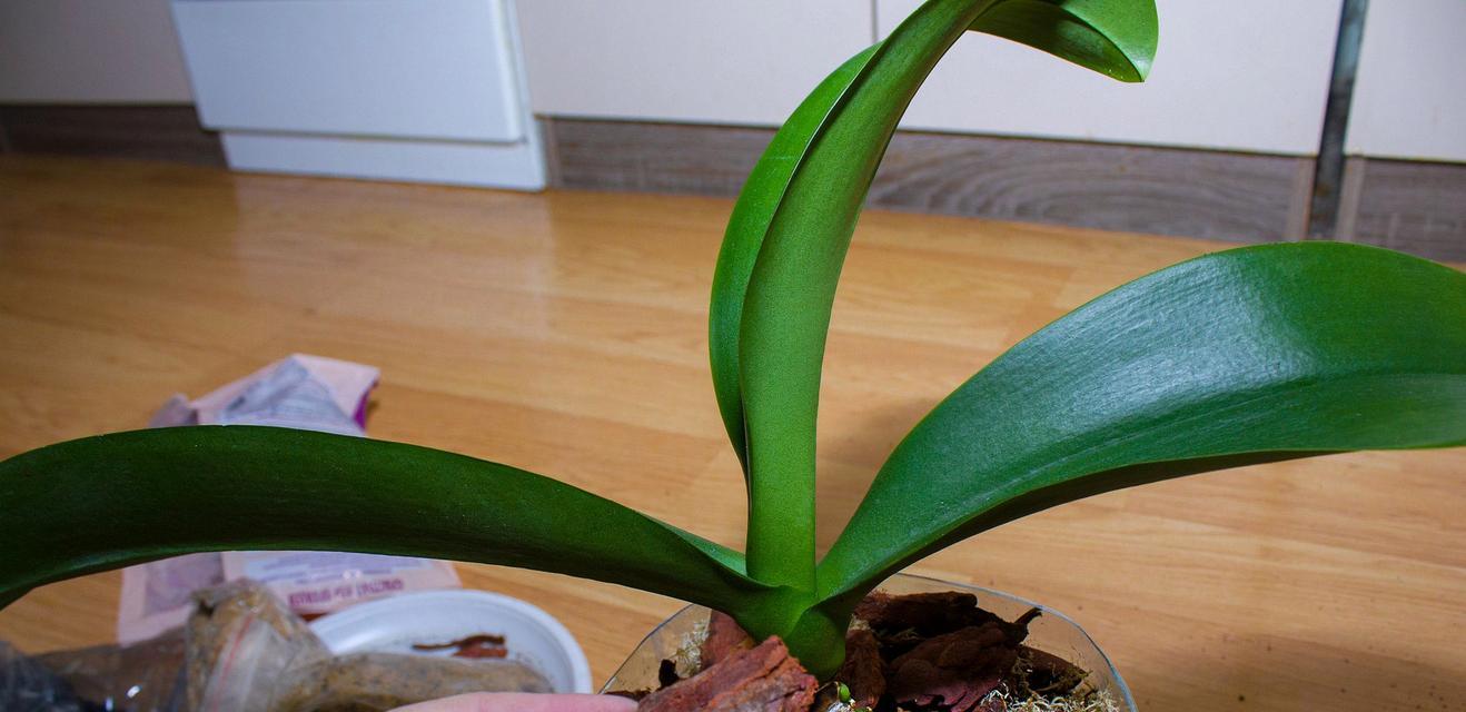 君子兰种植在高盆中是否美观及其养护方法是什么？