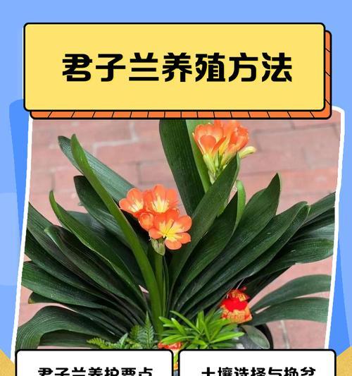 君子兰憋群兰发芽需要多长时间？