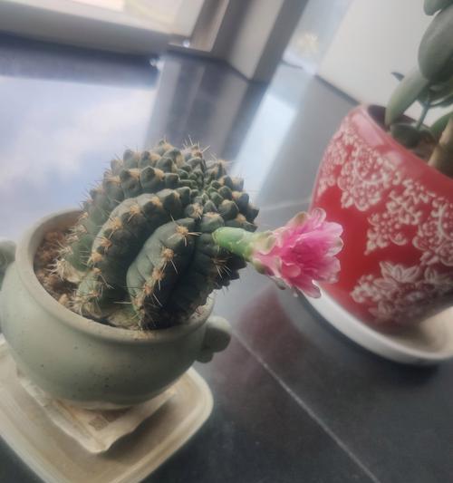 大脸盘仙人掌的种植步骤和技巧是什么？