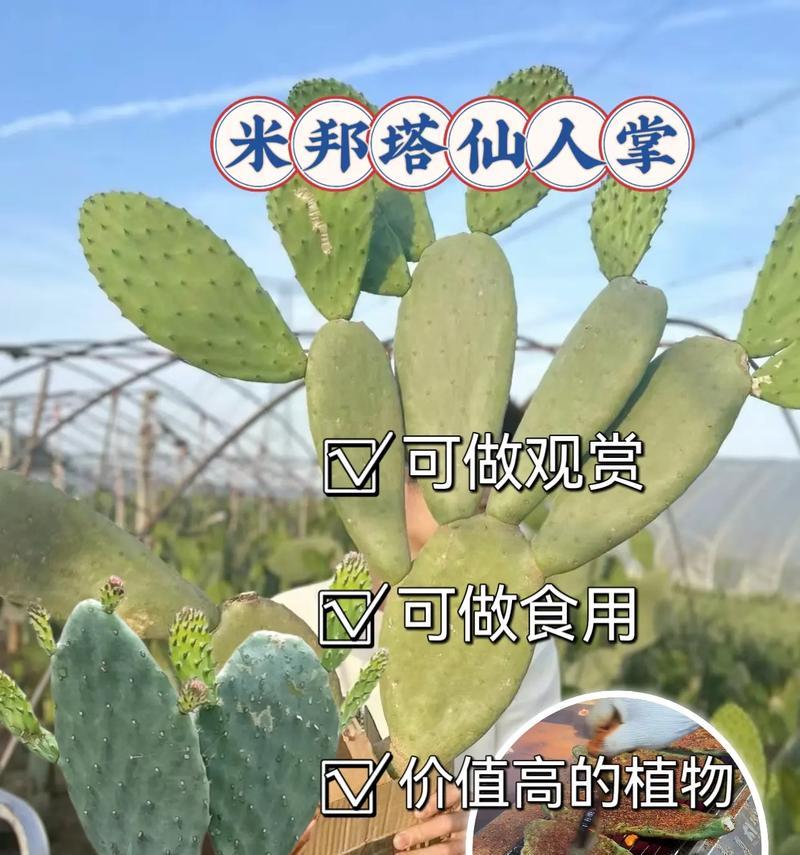大脸盘仙人掌的种植步骤和技巧是什么？