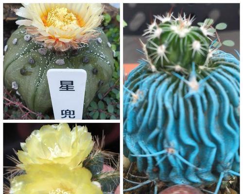 仙人球开花像昙花？揭秘这种神秘品种的真相！