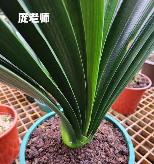 君子兰假鳞茎过长？专家教你如何处理！