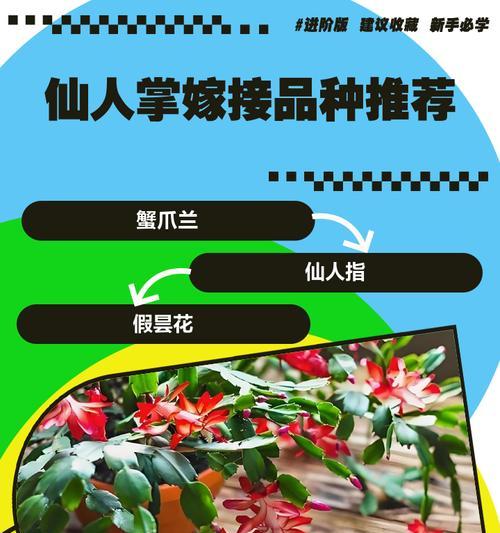 杜丹红仙人掌种植方法？一步步教你轻松搞定！