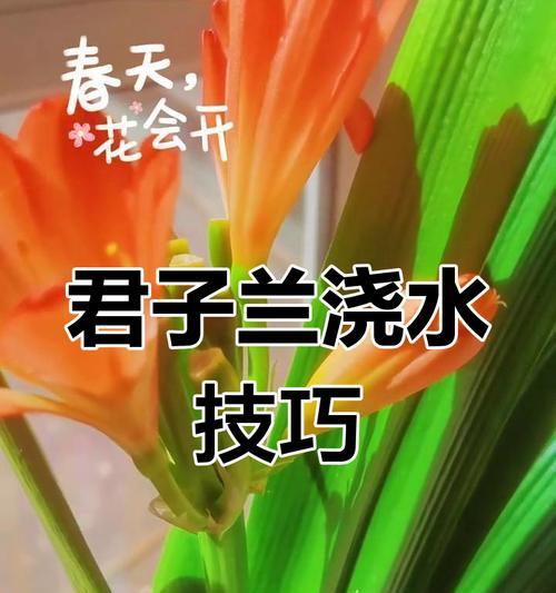 君子兰浇水时机？最佳浇水时间表大公开！