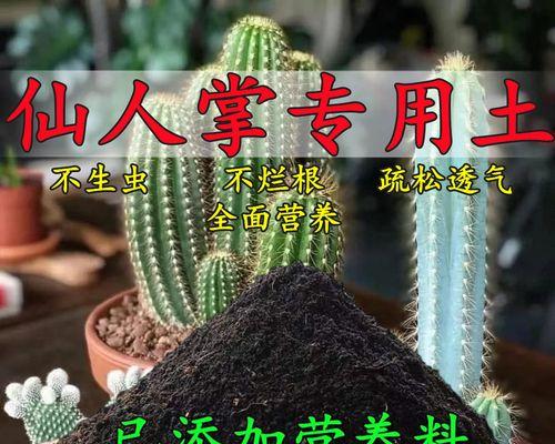 金虎仙人掌如何养得圆润？专家技巧大揭秘！