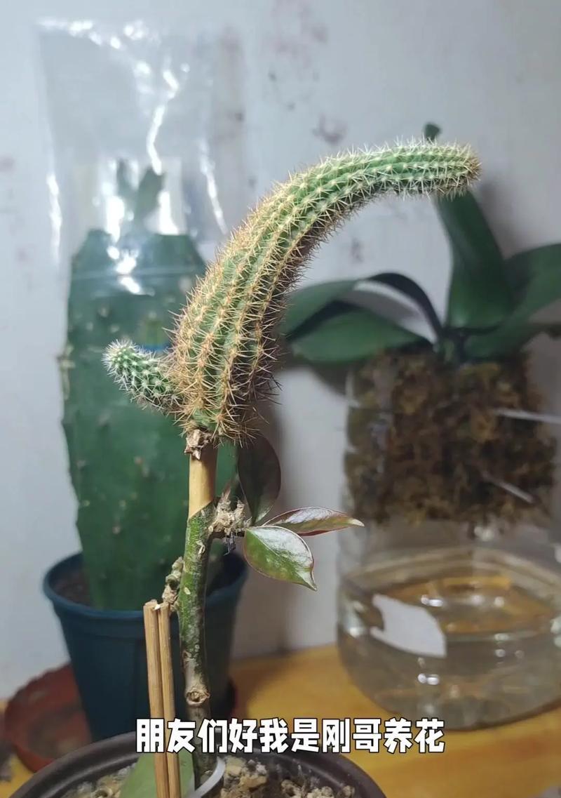 黄金仙人掌种植技巧？好看又好养的方法在这里！
