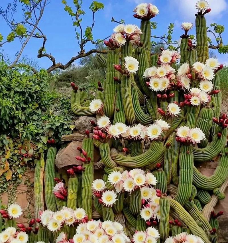 黄金仙人掌种植技巧？好看又好养的方法在这里！