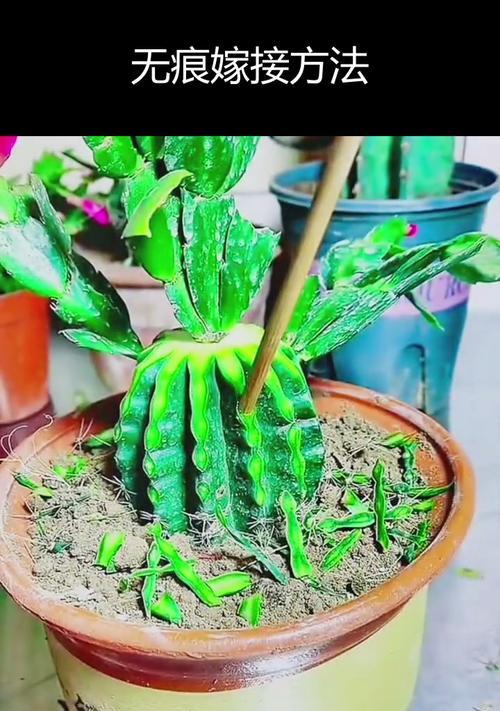 黄金仙人掌种植技巧？好看又好养的方法在这里！