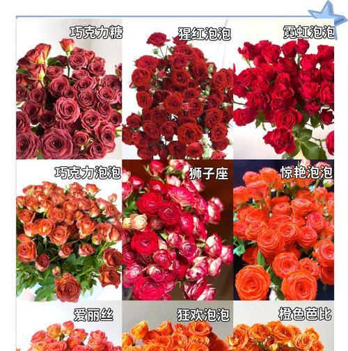 冬天玫瑰花枯萎快？揭秘背后的原因！
