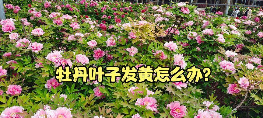 牡丹花叶子发黄？找出原因并解决！