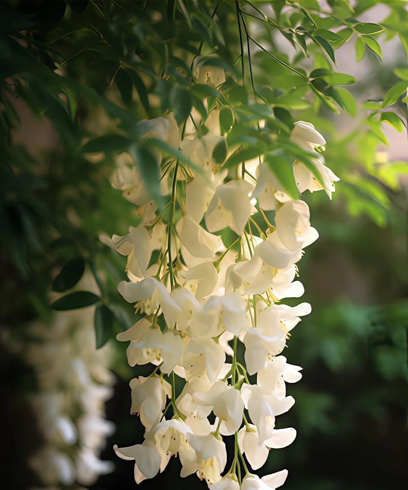 十种年花特征和花语是什么？这些花的花语有哪些？