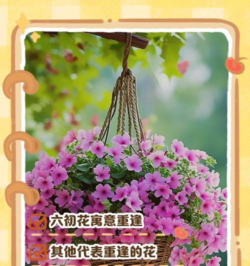 十种年花特征和花语是什么？这些花的花语有哪些？