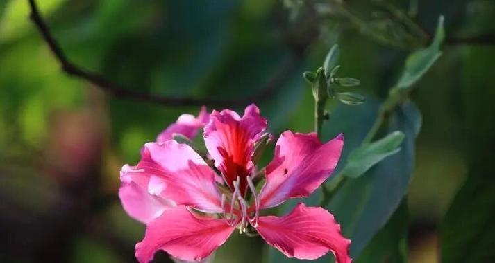 十种年花特征和花语是什么？这些花的花语有哪些？