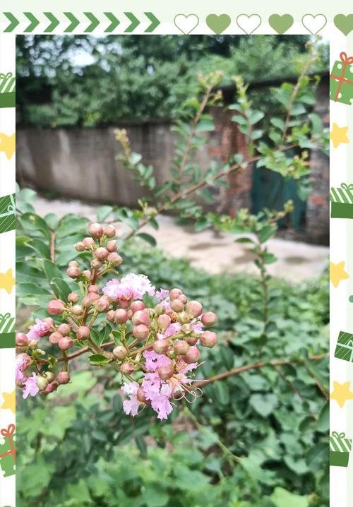 紫薇花语代表什么？紫薇的花语有哪些含义？