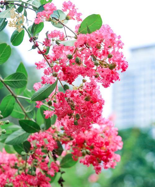 紫薇花语代表什么？紫薇的花语有哪些含义？