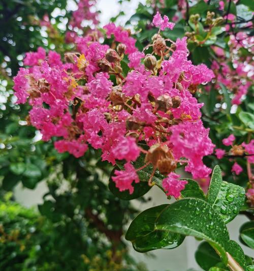 紫薇花语代表什么？紫薇的花语有哪些含义？