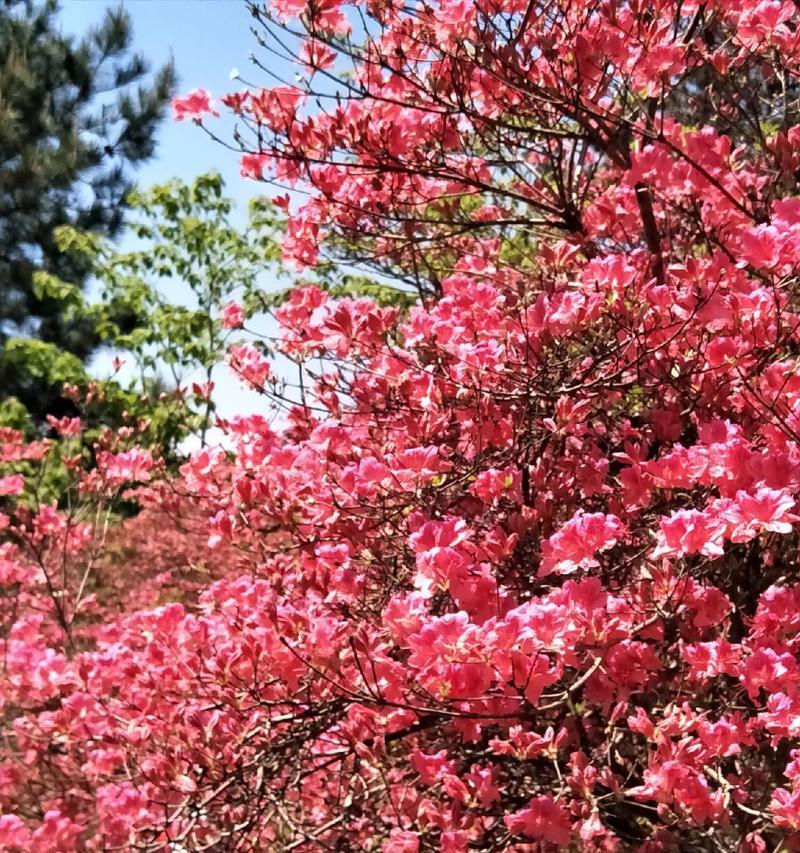 杜鹃花的花语是什么？杜鹃花象征着什么？