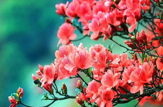 杜鹃花的花语是什么？杜鹃花象征着什么？