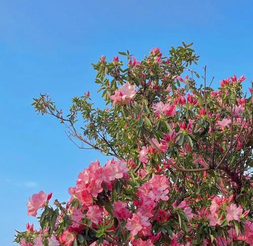 杜鹃花的花语是什么？杜鹃花象征着什么？