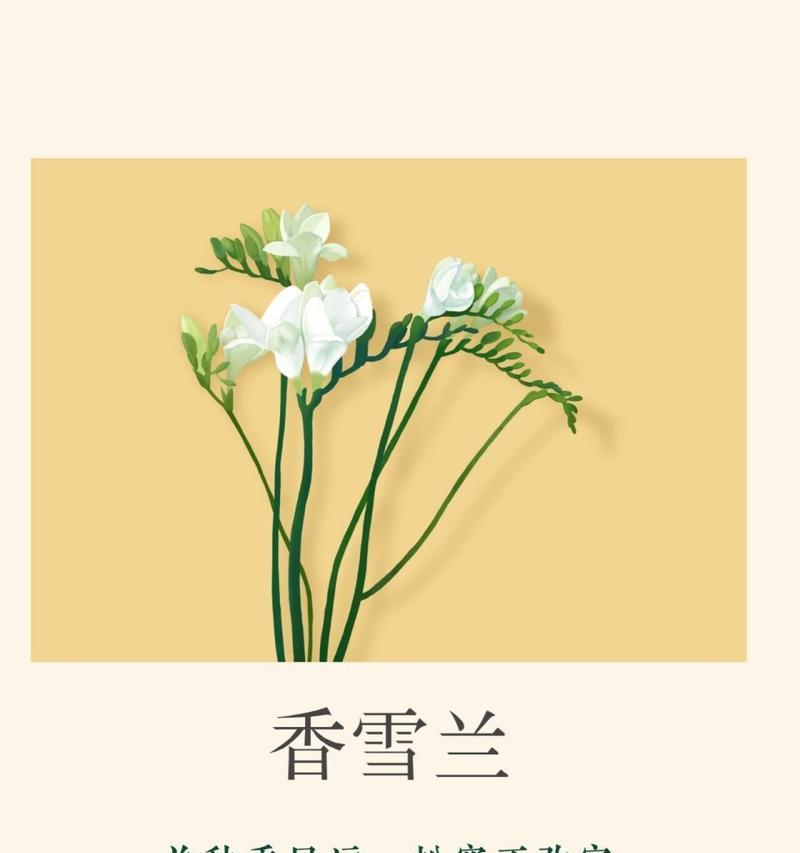 对兰花语代表什么？对兰象征着什么？