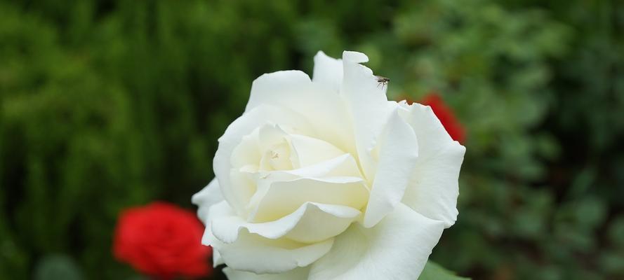 月季花的花语是什么？月季花象征着什么？