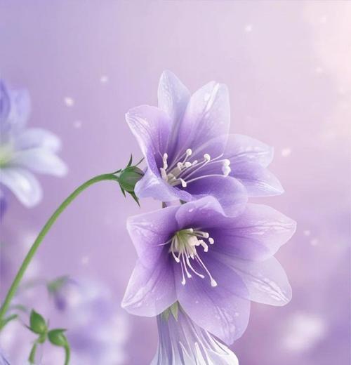 紫色桔梗花语代表什么？紫色桔梗象征着什么？