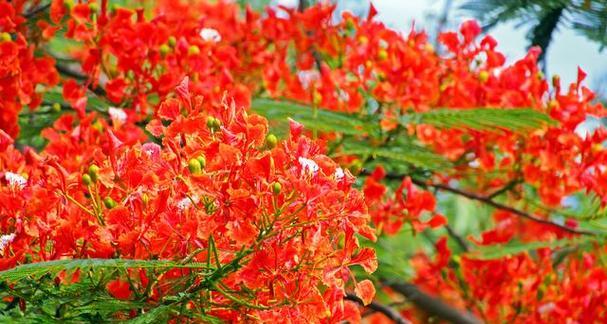 金凤花的花语是什么？它象征着什么？