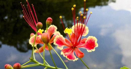 金凤花的花语是什么？它象征着什么？