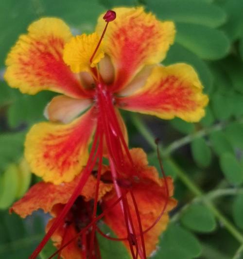 金凤花的花语是什么？它象征着什么？