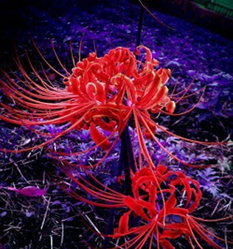 红色彼岸花的花语是什么？它有什么特别的含义吗？