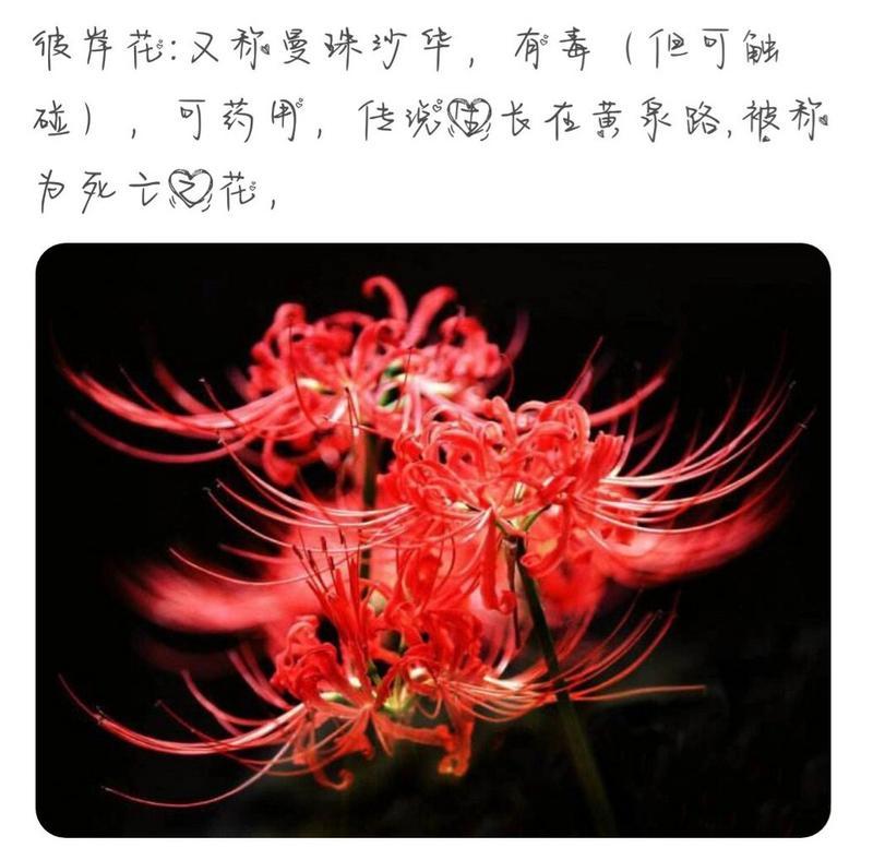 红色彼岸花的花语是什么？它有什么特别的含义吗？