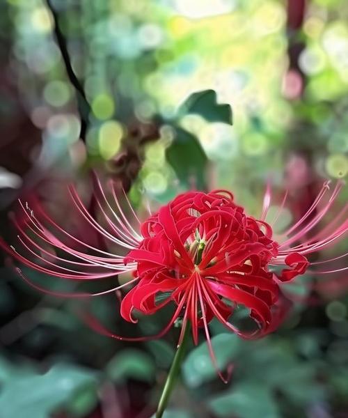 红色彼岸花的花语是什么？它有什么特别的含义吗？