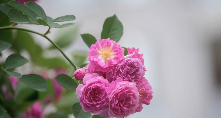 蔷薇的花语是什么？它在花卉中代表什么？