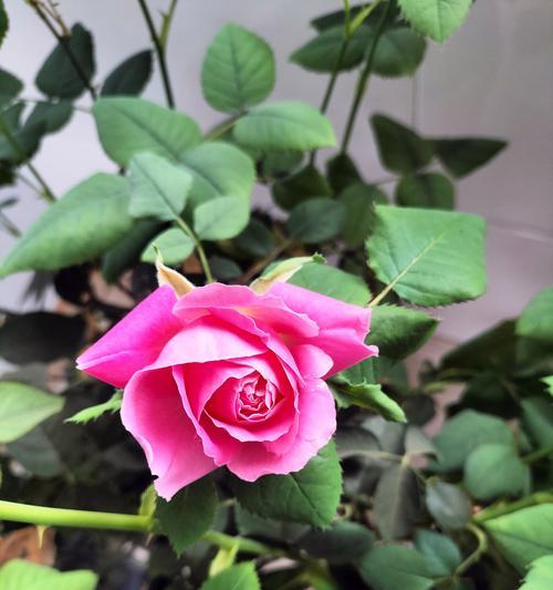 蔷薇的花语是什么？它在花卉中代表什么？