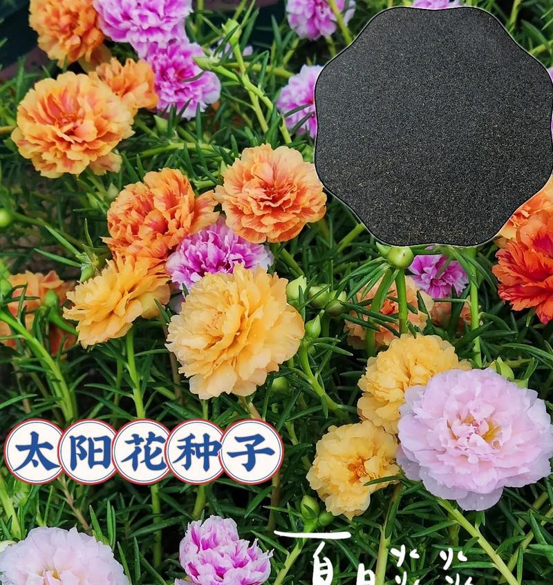 太阳花的花语是什么？它在花卉中象征着什么？