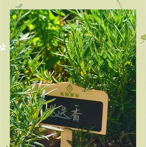 迷迭香的花语如何理解？