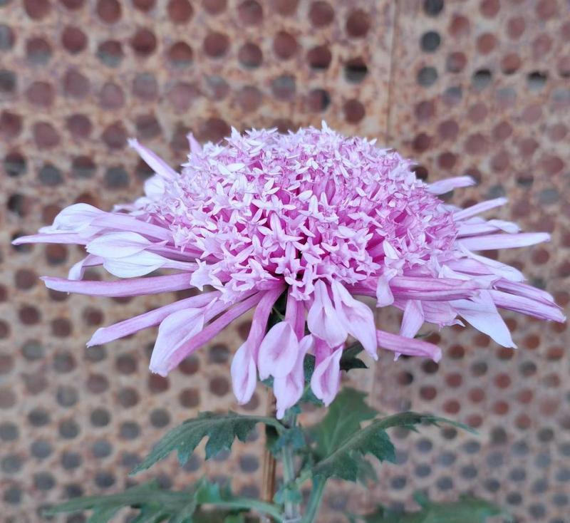 紫色菊花的花语代表什么含义？