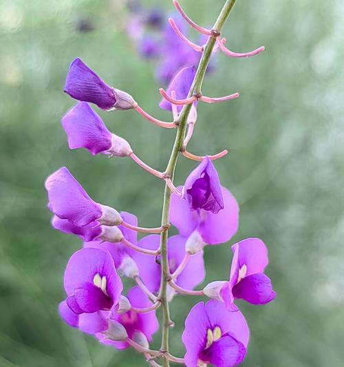 紫色菊花的花语代表什么含义？