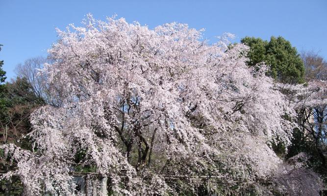 日本樱花的花语日语是什么？樱花在日本文化中代表什么？