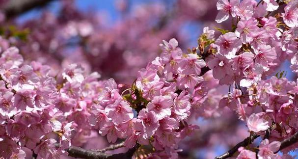 日本樱花的花语日语是什么？樱花在日本文化中代表什么？