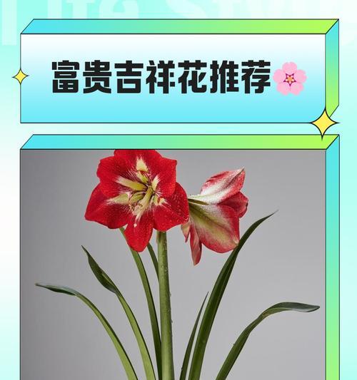 鸿运当头的花语是什么意思？